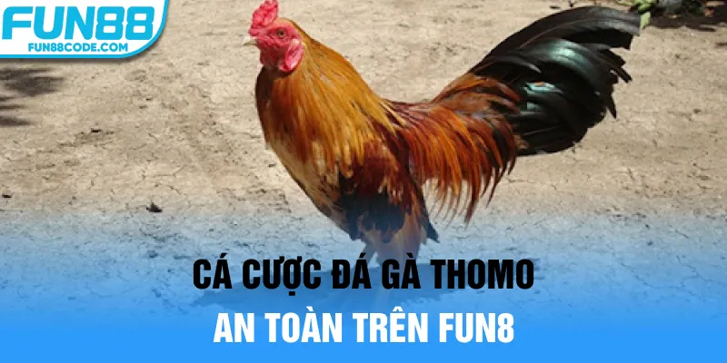 Cá cược đá gà Thomo an toàn trên Fun8